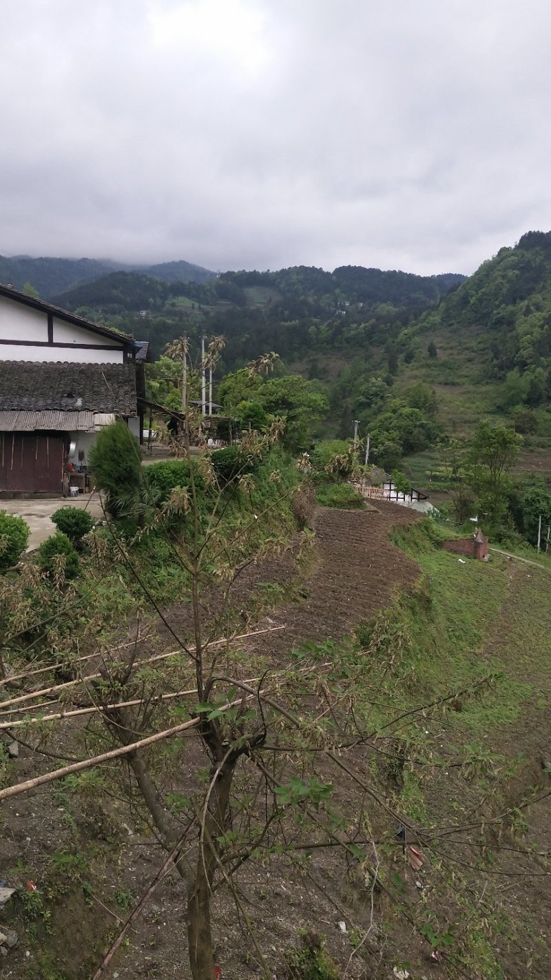 我手里有9000亩山地找合作不要租金