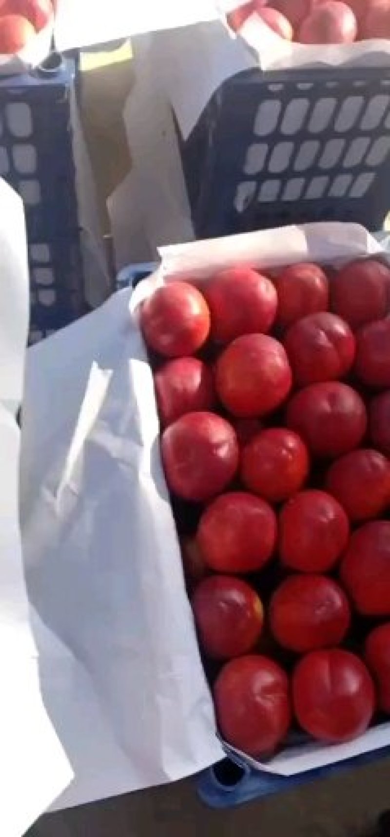 陕西油桃，品种齐全，硬度好，口感甜，产地直发，质量保证！