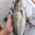 海鲈鱼新鲜海鲈鱼鲜活海鲈鱼鲜活速冻海鲜水产批发