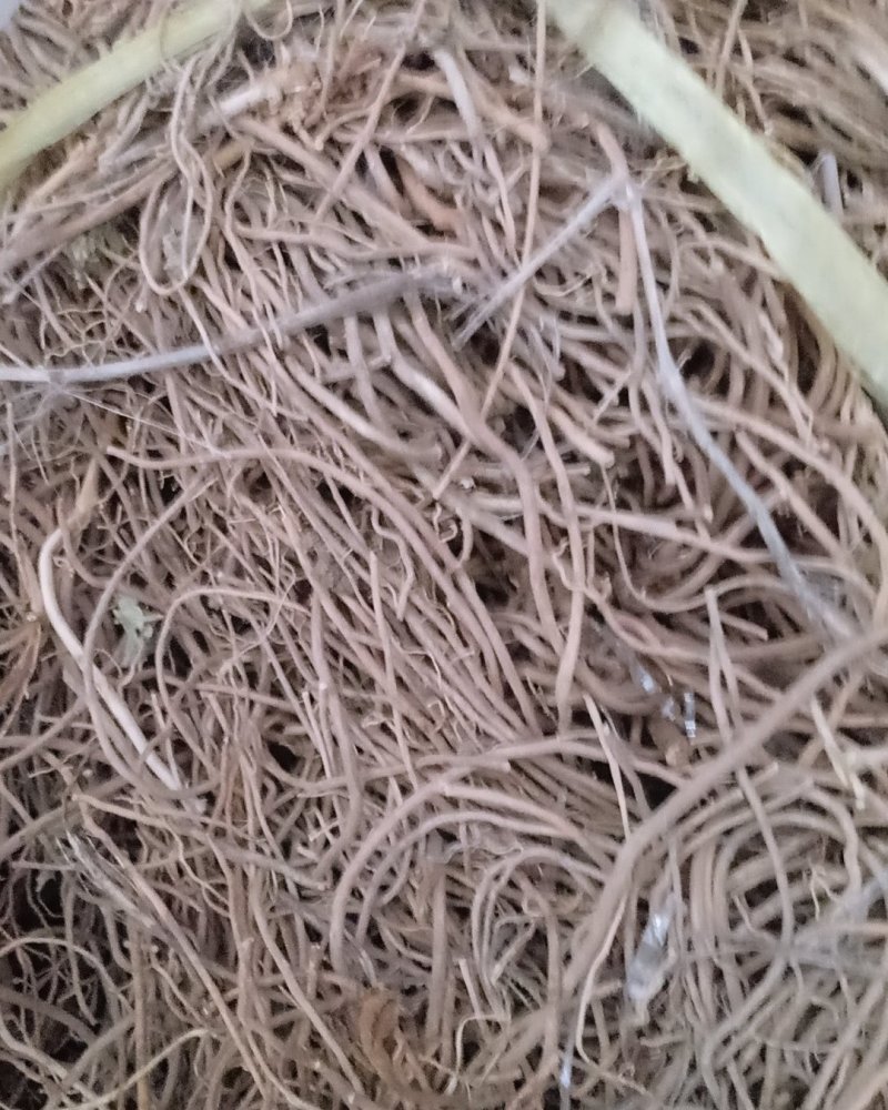 野生白薇，沂蒙山山区里的优质纯野生白薇，产地直发