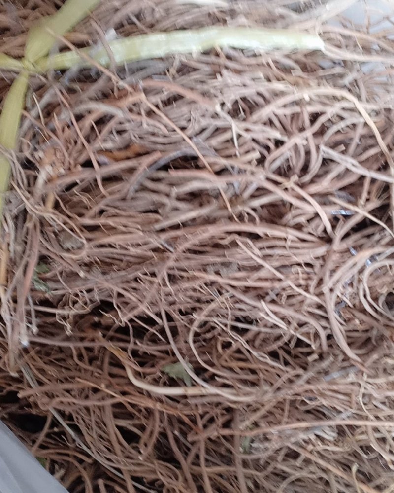 野生白薇，沂蒙山山区里的优质纯野生白薇，产地直发