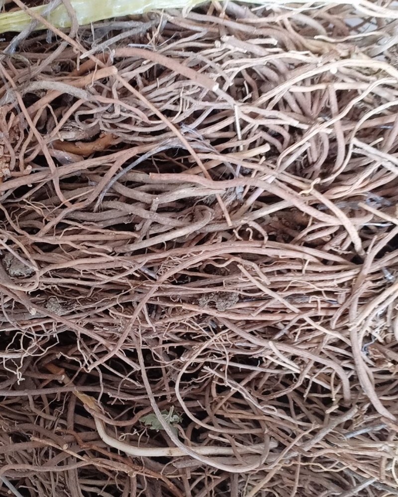 野生白薇，沂蒙山山区里的优质纯野生白薇，产地直发