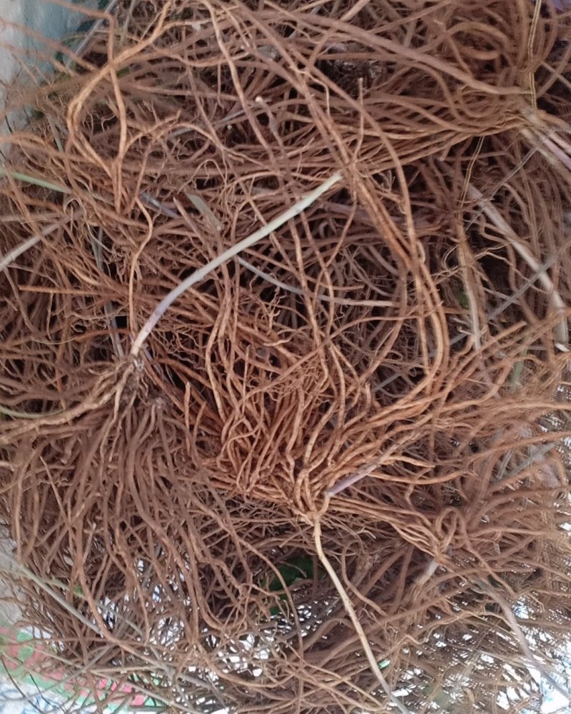 野生白薇，沂蒙山山区里的优质纯野生白薇，产地直发