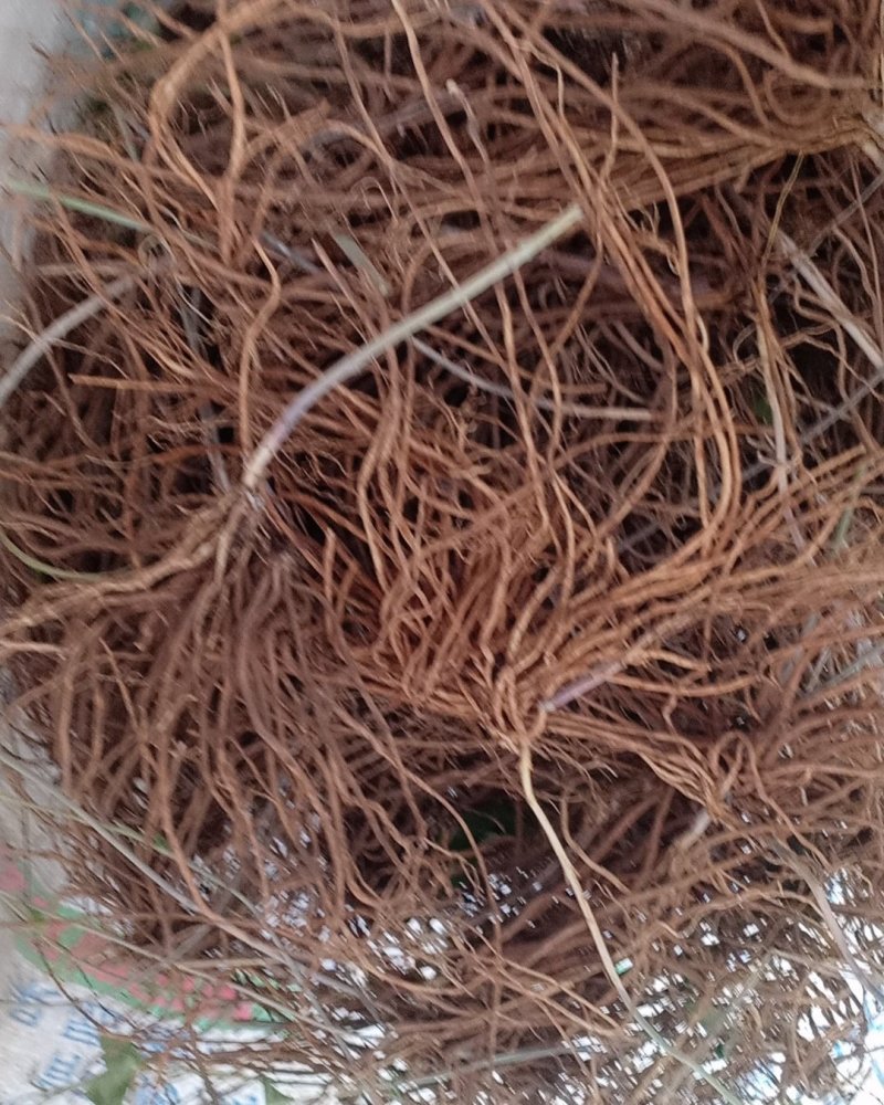 野生白薇，沂蒙山山区里的优质纯野生白薇，产地直发
