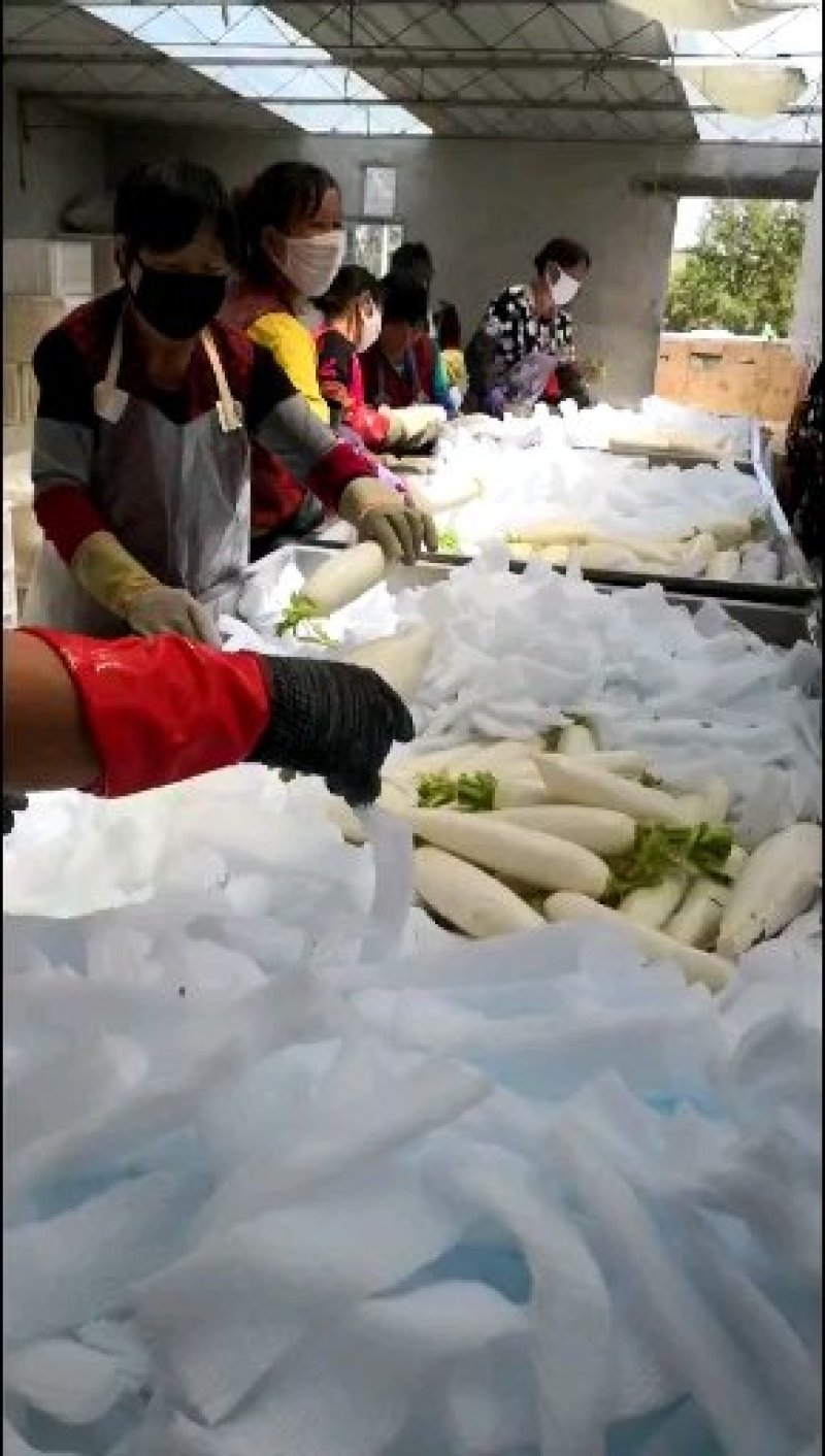 白罗卜大量供应