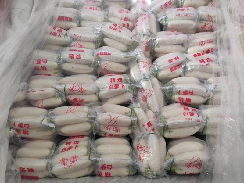白罗卜大量供应