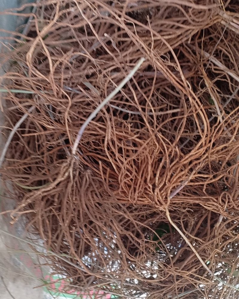野生白薇，沂蒙山山区里的优质纯野生白薇，产地直发