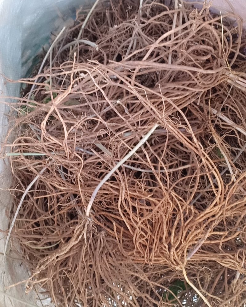 野生白薇，沂蒙山山区里的优质纯野生白薇，产地直发
