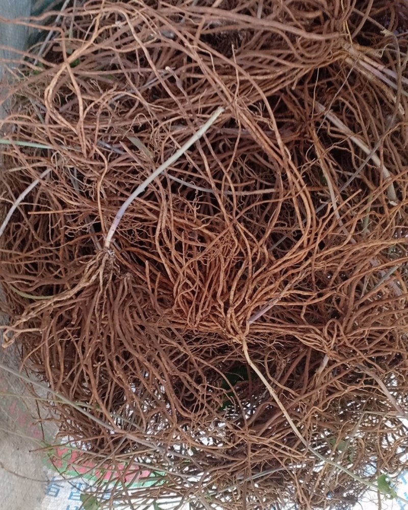 野生白薇，沂蒙山山区里的优质纯野生白薇，产地直发