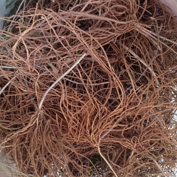 野生白薇，沂蒙山山区里的优质纯野生白薇，产地直发
