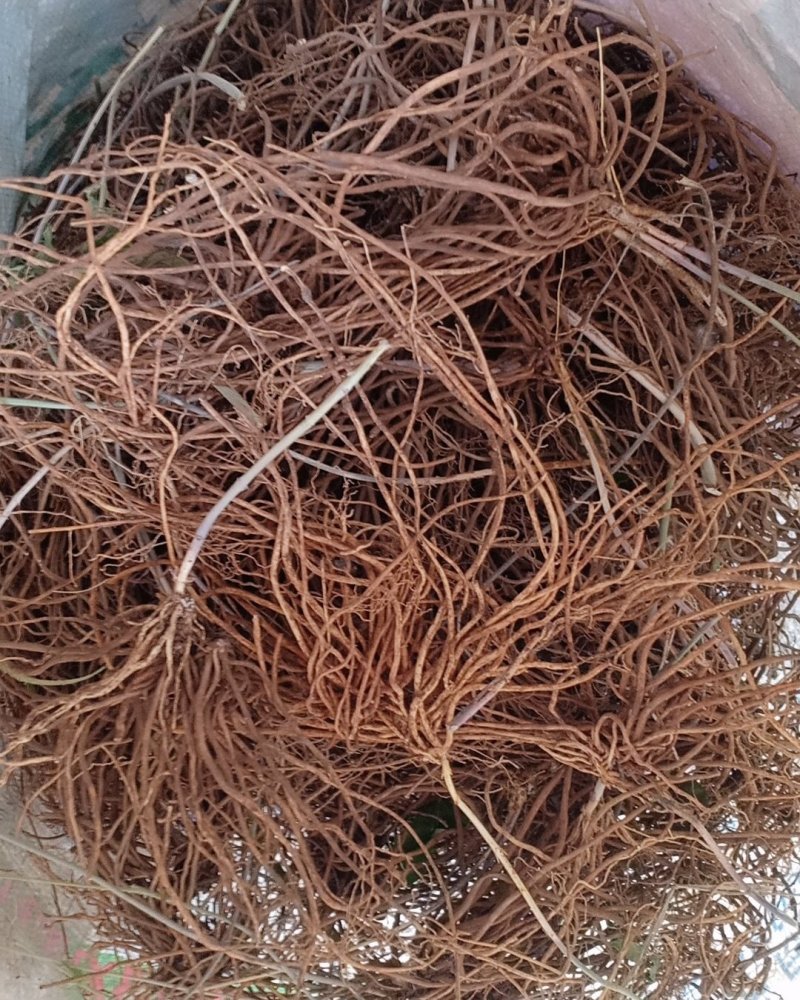 野生白薇，沂蒙山山区里的优质纯野生白薇，产地直发