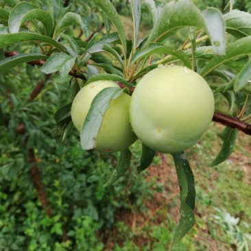 蜂糖李