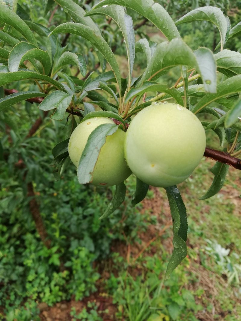 蜂糖李