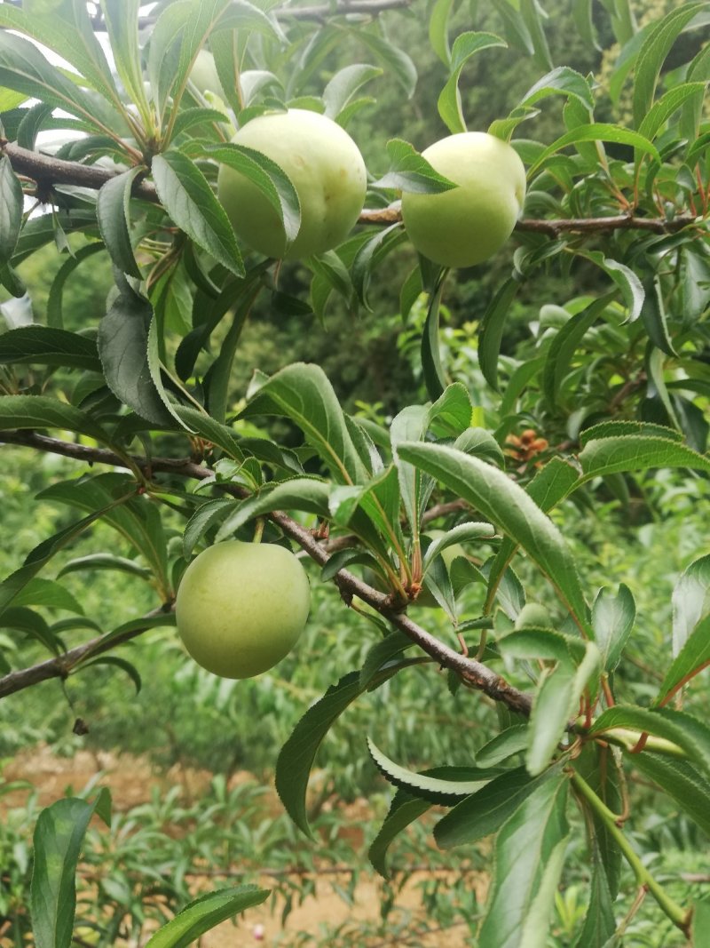 蜂糖李