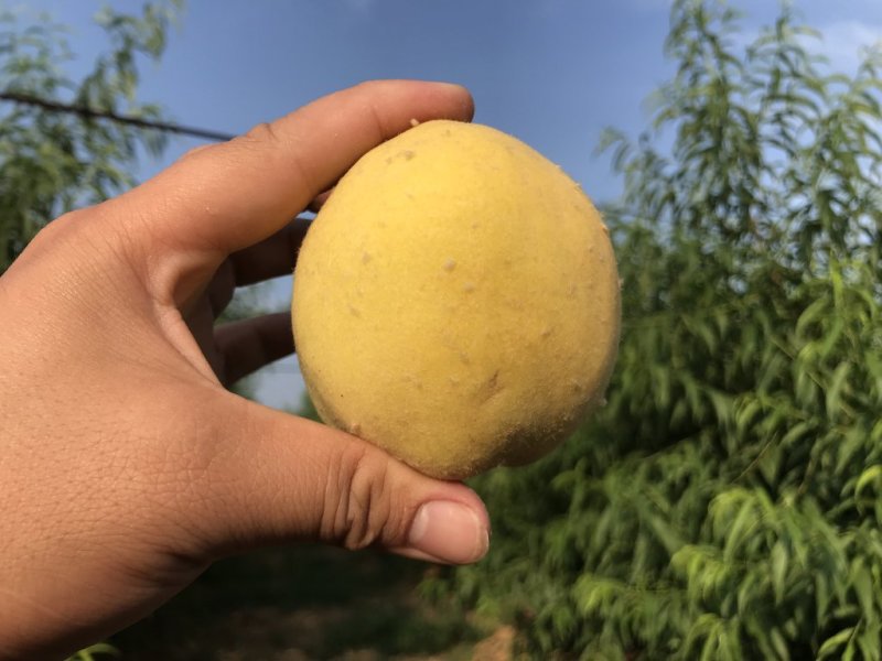 正宗83黄桃新鲜水果罐头黄桃诚信经营可发全国