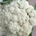 预售白花菜花河北承德产地直销，欢迎全国各地新老客户采购
