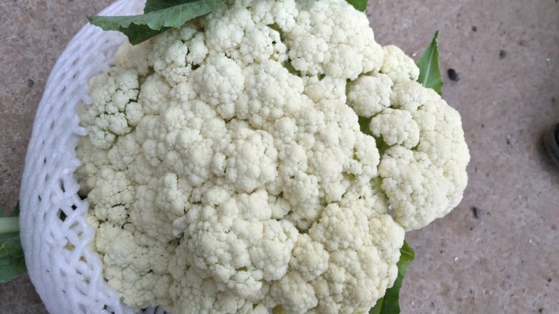 预售白花菜花河北承德产地直销，欢迎全国各地新老客户采购