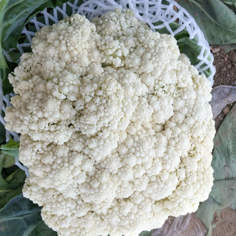 预售白花菜花河北承德产地直销，欢迎全国各地新老客户采购