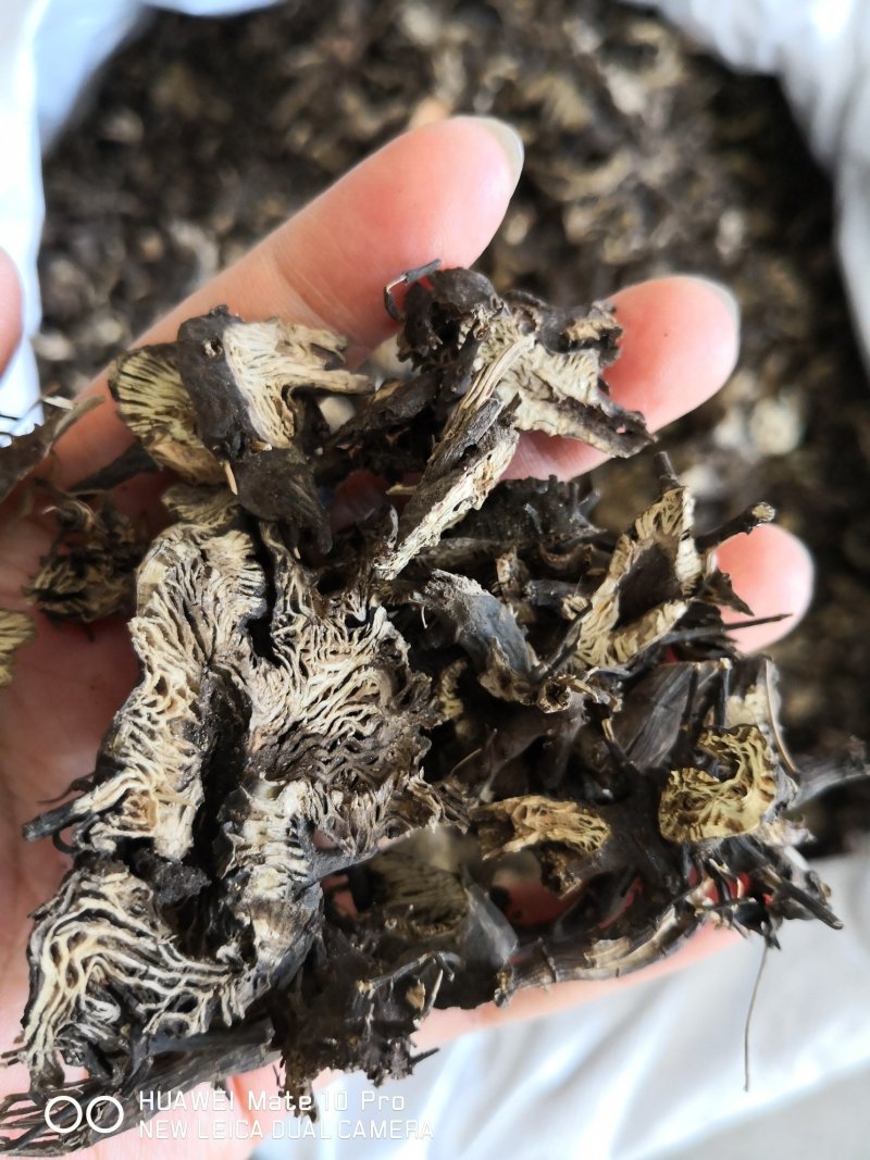升麻东北选货含量高量大从优2斤起包邮