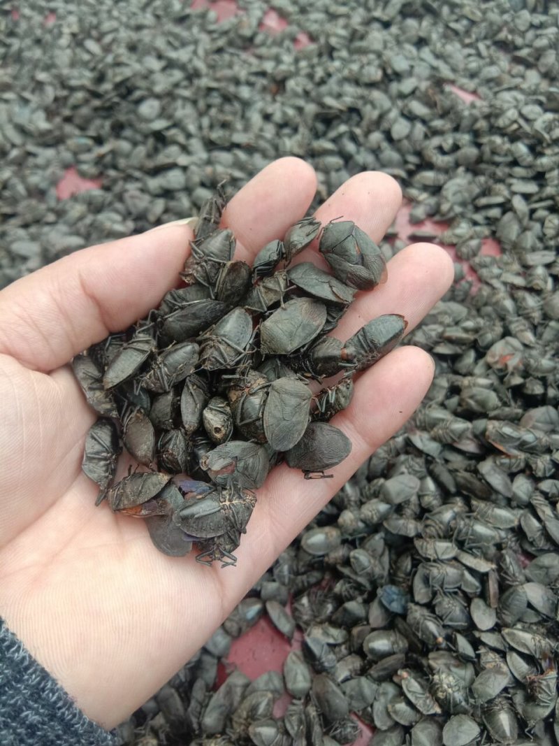 九香虫，云南产新货，，