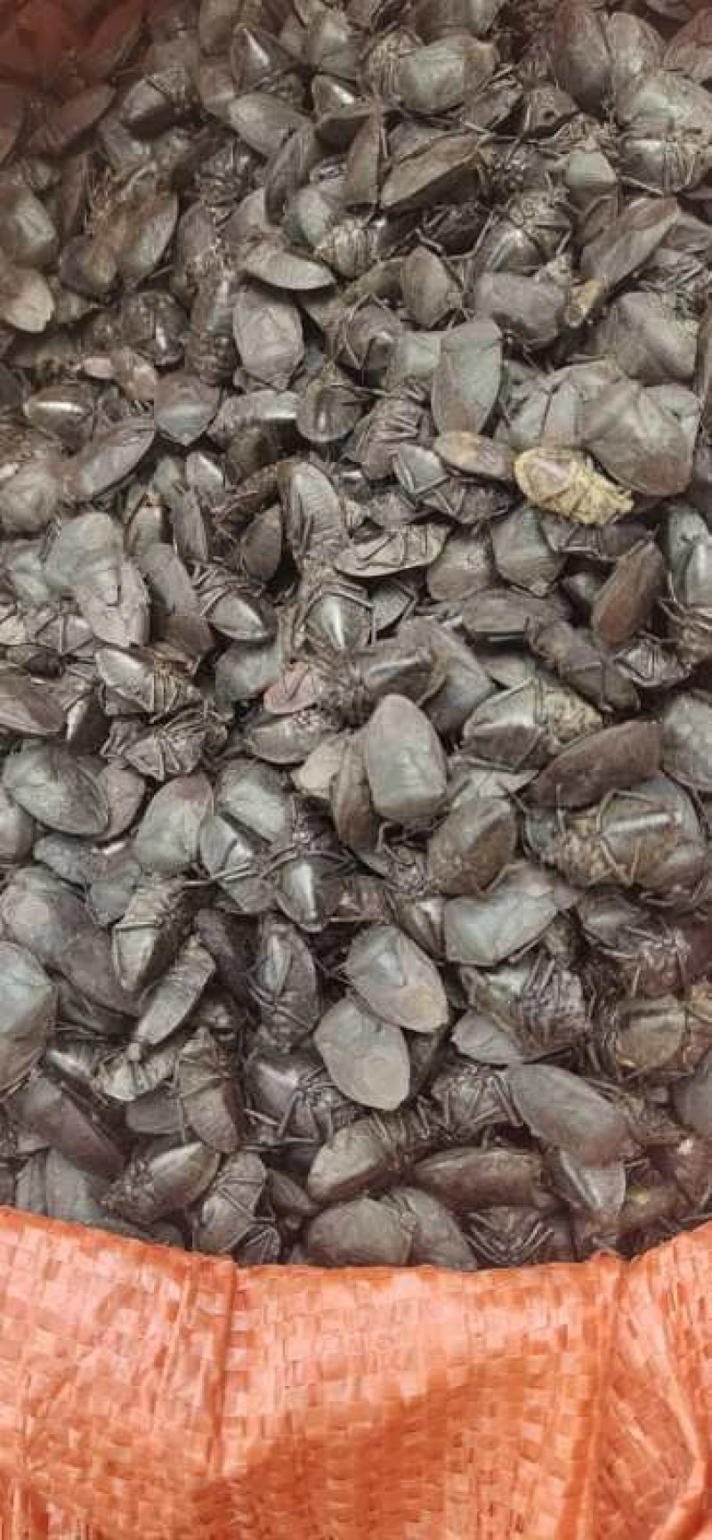 九香虫，云南产新货，，