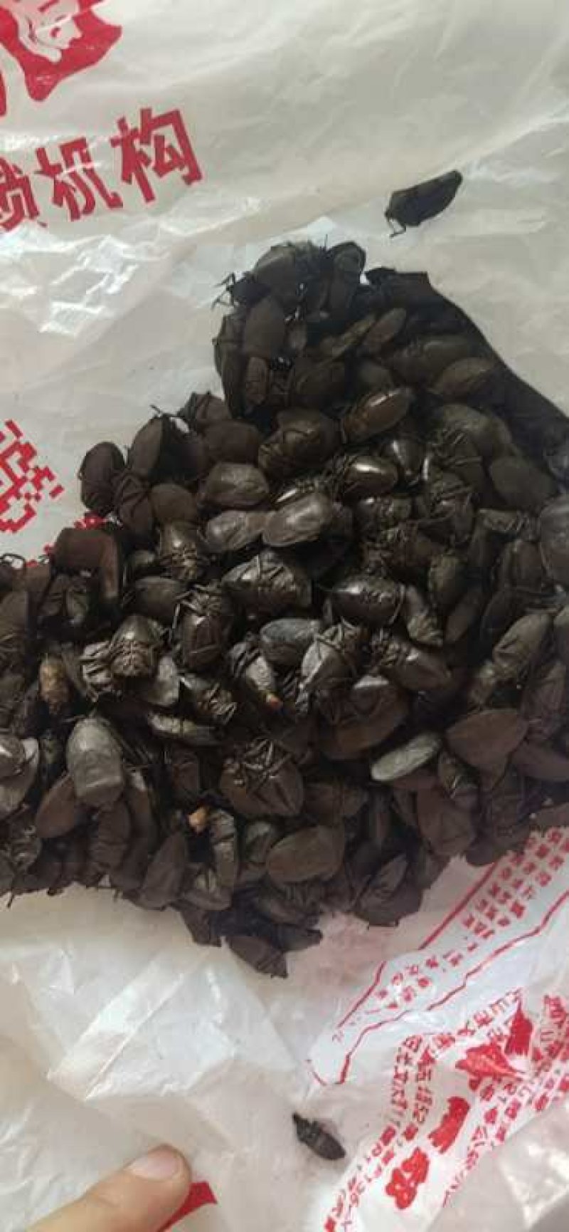 九香虫，云南产新货，，