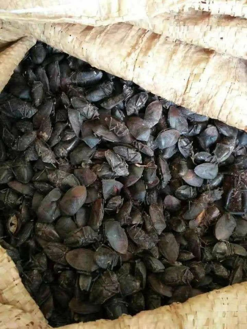 九香虫，云南产新货，，