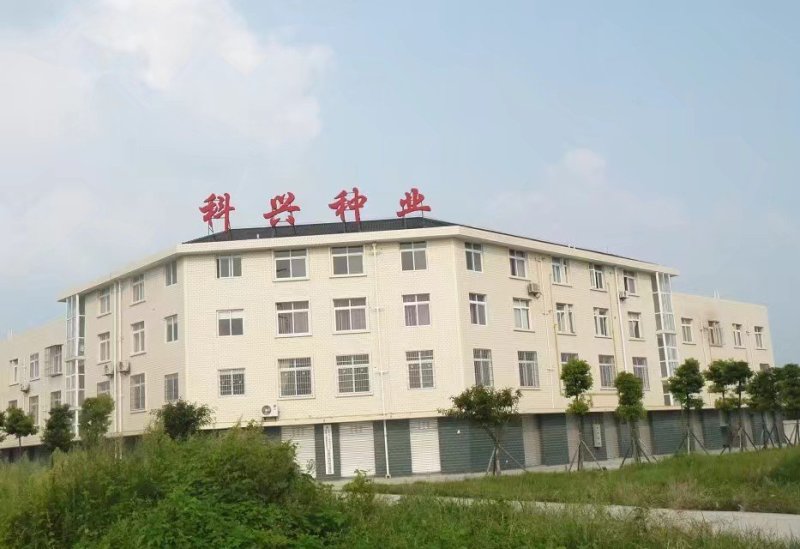 耐死棵高抗病大红硬果西红柿种子果形美石头番茄种子