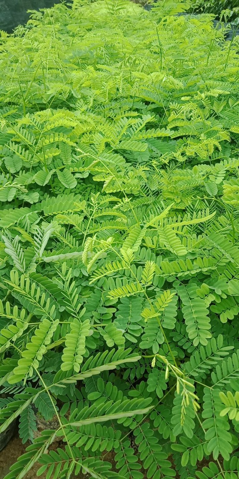 凤凰树