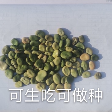 蚕豆胡豆干净无霉变大颗粒可供大货可作种子可以吃