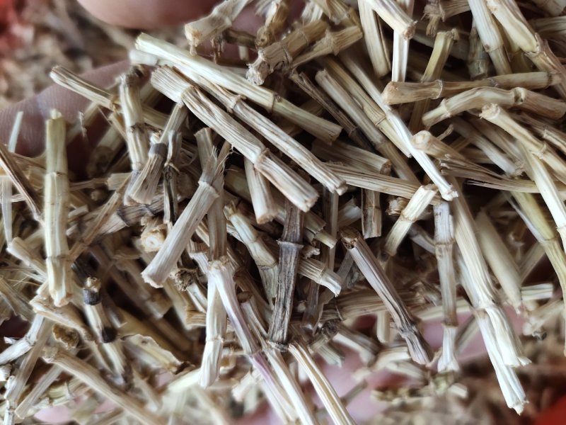 野生无硫白茅根茅根干货