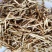 野生无硫白茅根茅根干货