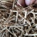 野生无硫白茅根茅根干货