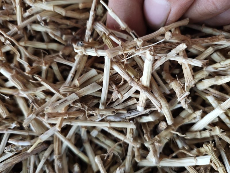 野生无硫白茅根茅根干货