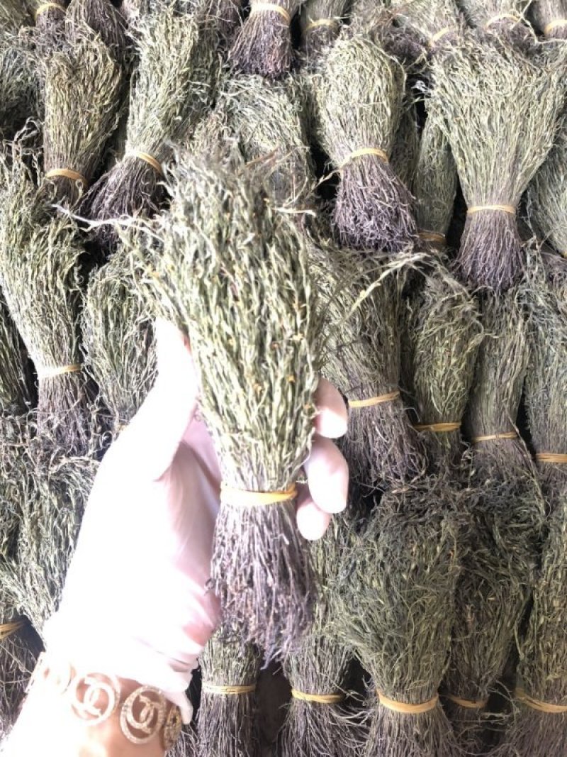 独脚金