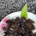 东北小片黑木耳，地摊热卖火爆畅销产品，地摊热卖资源
