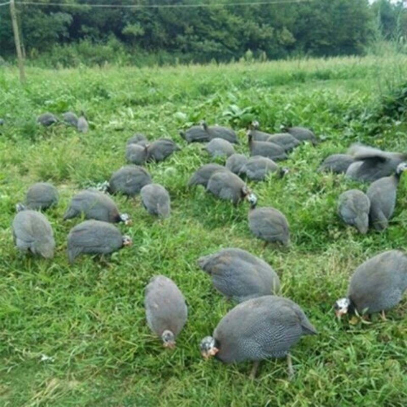 大量供应纯种珍珠鸡脱温珍珠鸡，半大珍珠鸡各种脱温鸡苗
