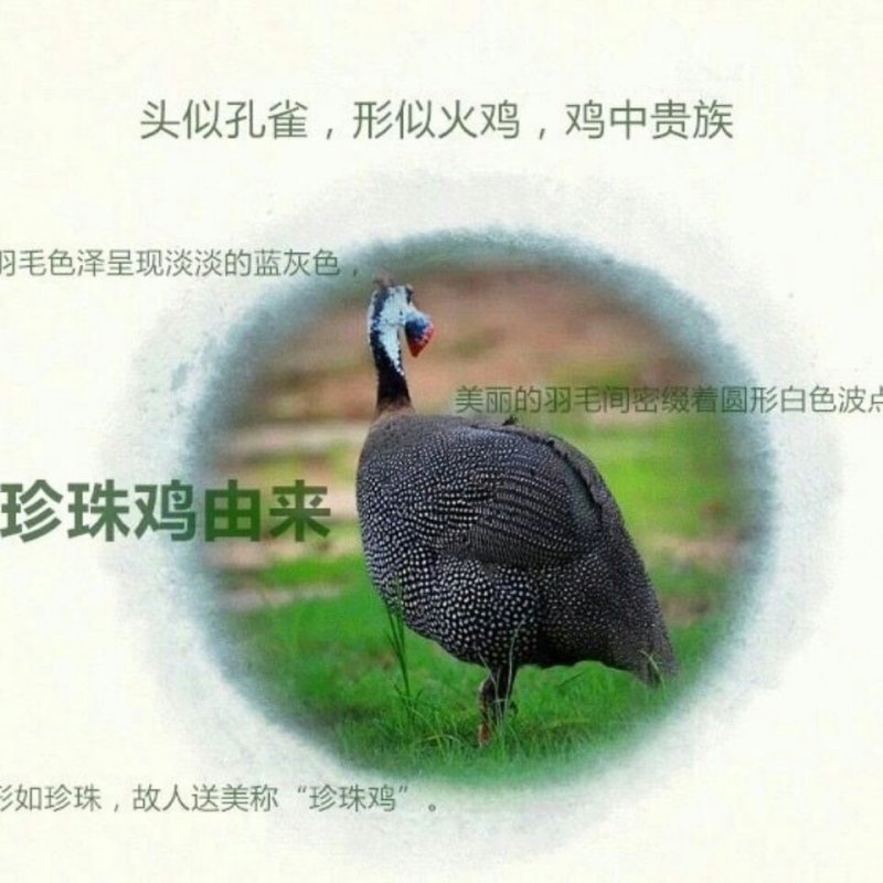 大量供应纯种珍珠鸡脱温珍珠鸡，半大珍珠鸡各种脱温鸡苗