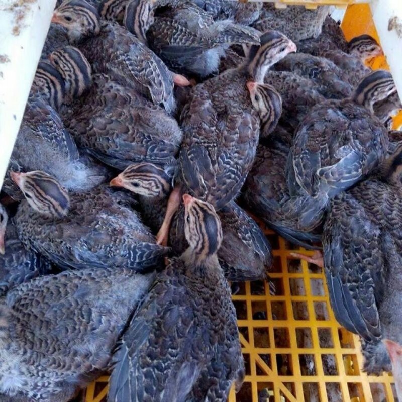 大量供应纯种珍珠鸡脱温珍珠鸡，半大珍珠鸡各种脱温鸡苗