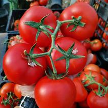 精品西红柿大量上市价格需要的老板可以来采购了。。。。