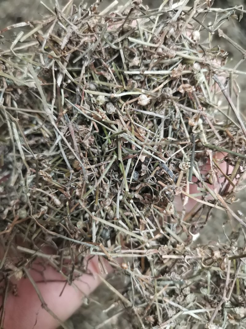 白花蛇舌草正品吸尘人工挑选干净无杂一公斤起包邮