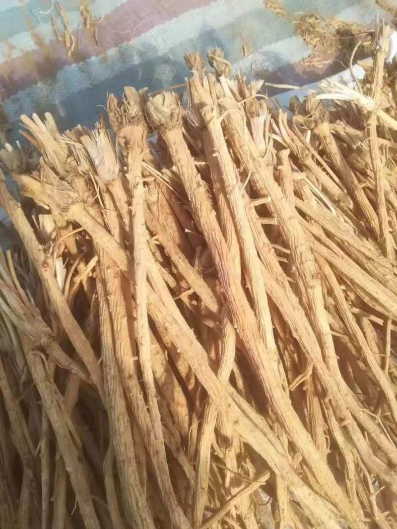 防风种子关防风籽包发芽率提供技术回收产品