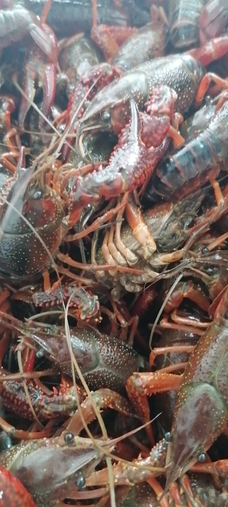 龙虾，，还有虾尾，基地直供，欢迎订购