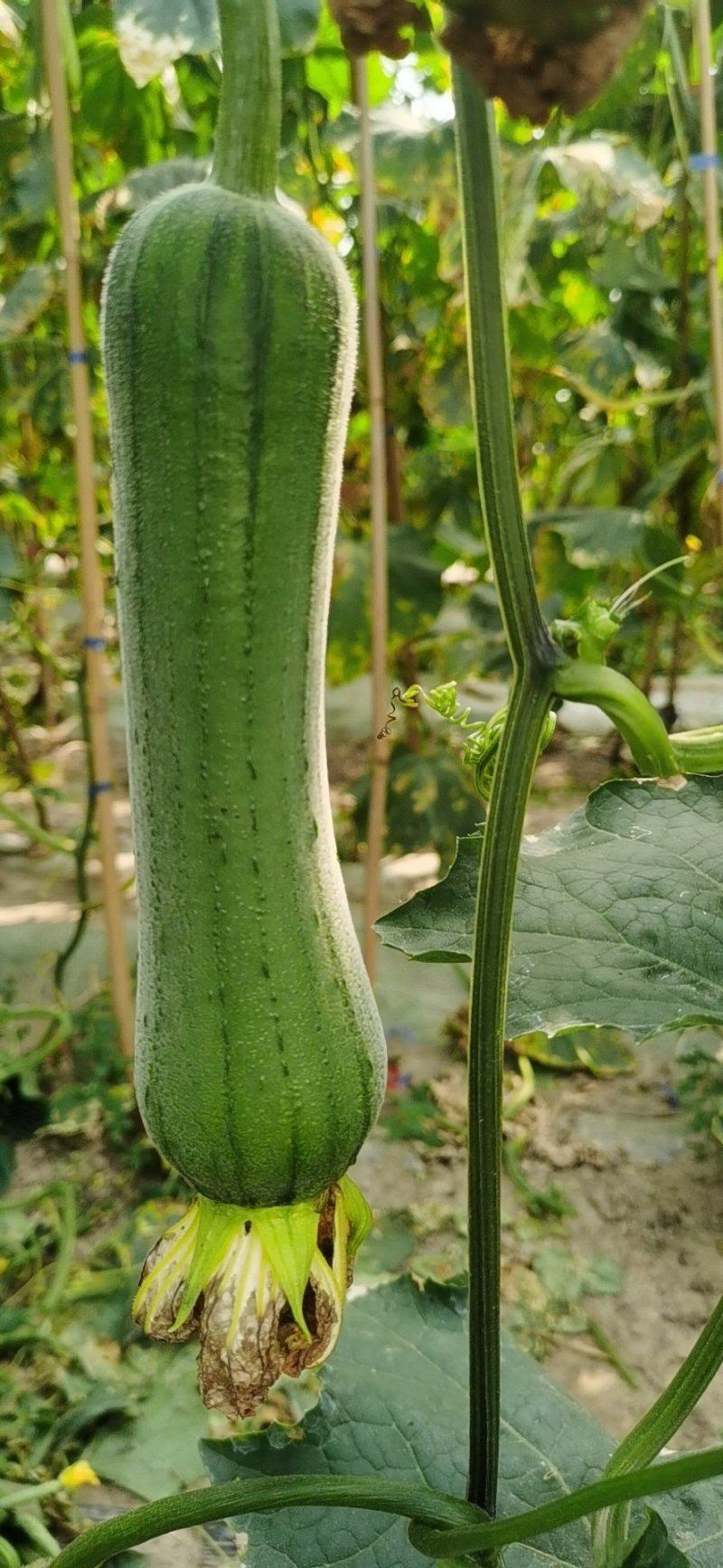 大众蔬菜基地