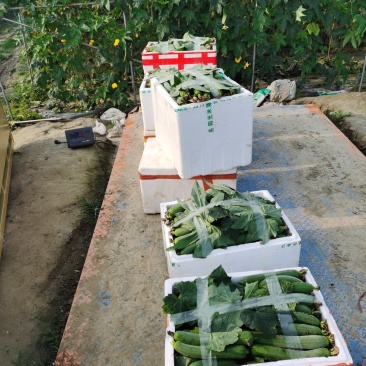 大众蔬菜基地
