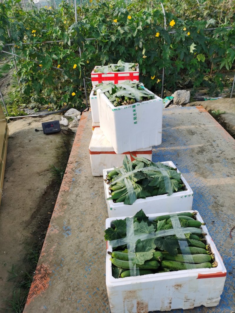 大众蔬菜基地