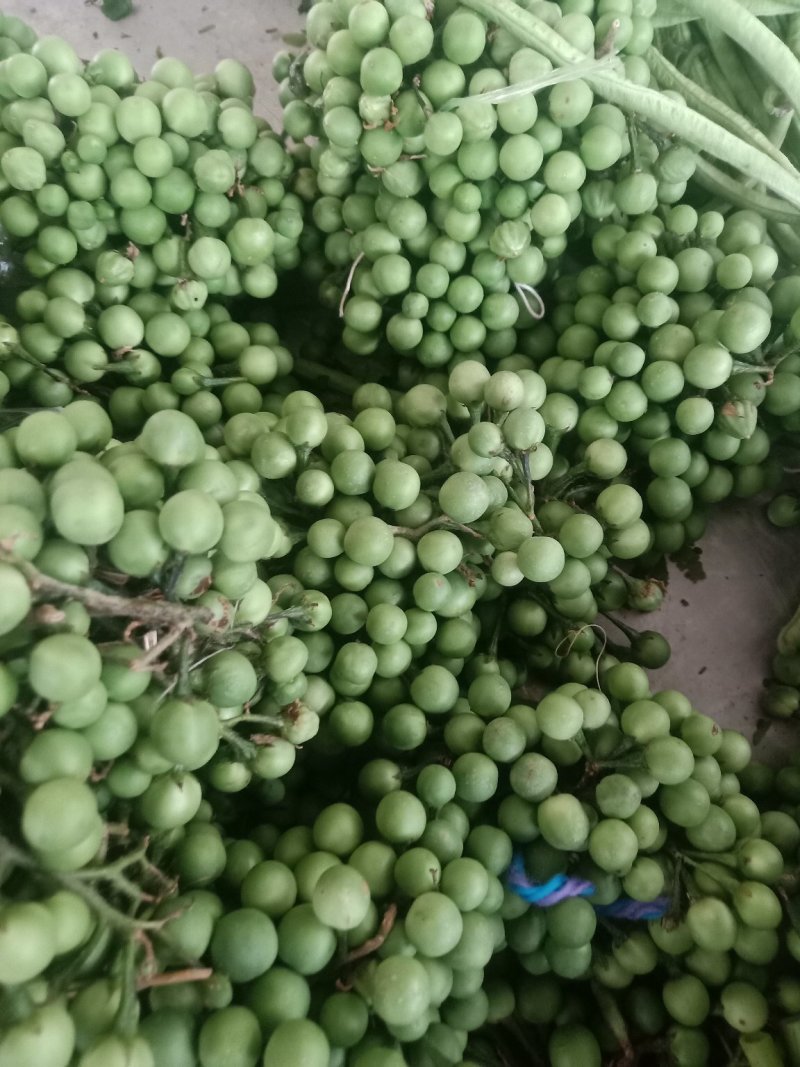 苦子果_也叫刺茄_野山茄_鲜货