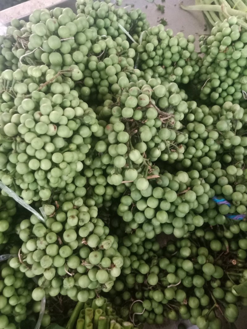 苦子果_也叫刺茄_野山茄_鲜货