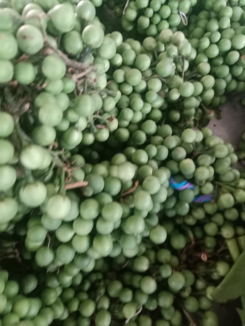苦子果_也叫刺茄_野山茄_鲜货