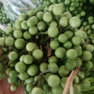 苦子果_也叫刺茄_野山茄_鲜货